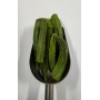 CHIPS DE QUIABO 1KG